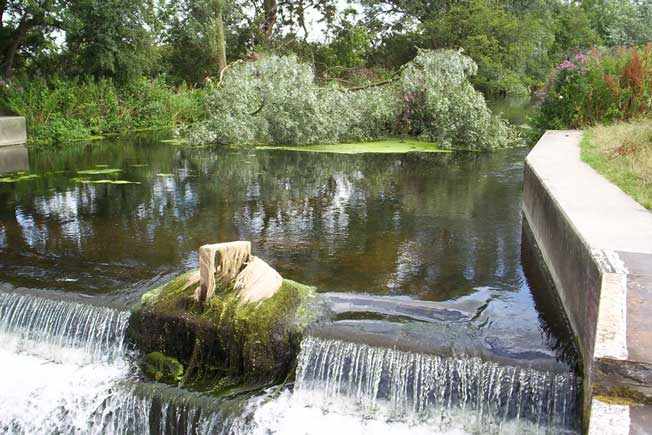 FALLEN TREE IN THE WEIR STREAM AT CUTON LOCK