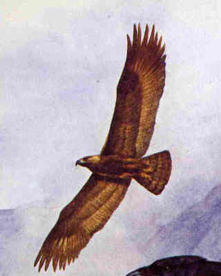 A Golden Eagle