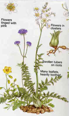 Dropwort
