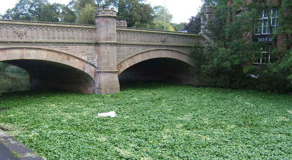 Pennywort under a bridge in Leicester